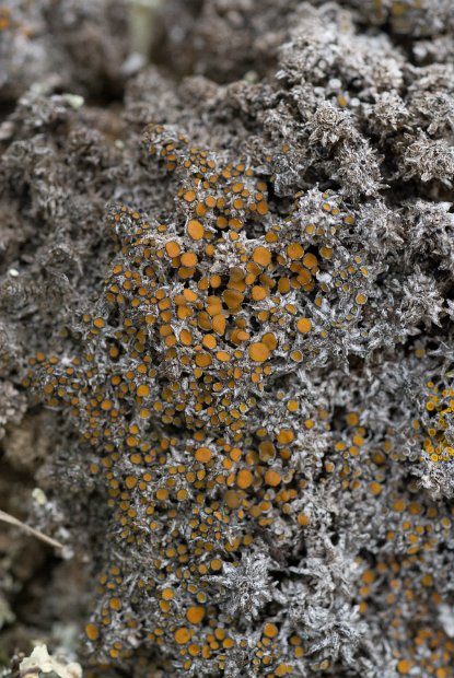 Caloplaca cerina var. muscorum-3